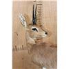 Image 7 : Big Life-sized STEENBOK on a Decorative Wood Base
