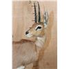 Image 8 : Big Life-sized STEENBOK on a Decorative Wood Base