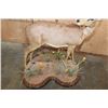 Image 9 : Big Life-sized STEENBOK on a Decorative Wood Base