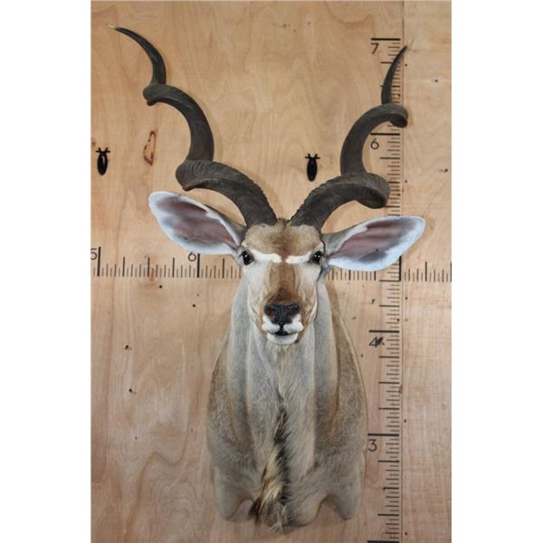 Big KUDU Shoulder Mount