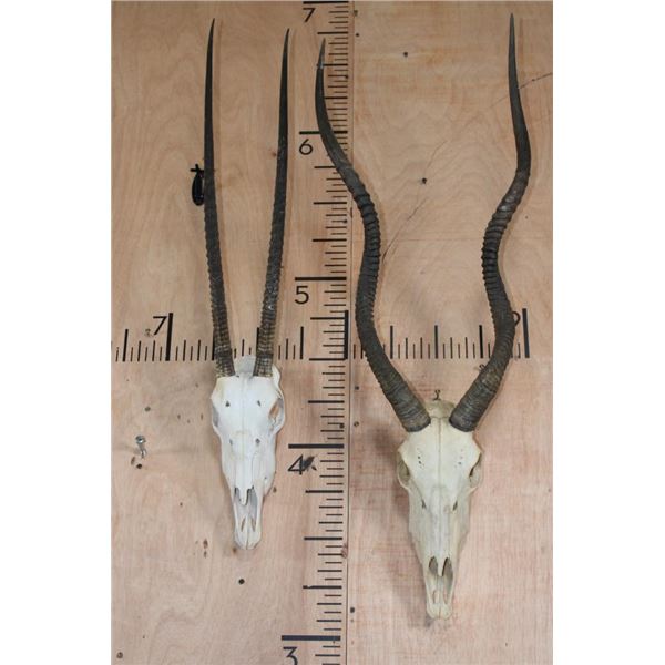 *TEXAS RESIDENTS ONLY* (1) SCIMITAR HORNED ORYX and (1) ADDAX Skull