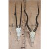 Image 1 : *TEXAS RESIDENTS ONLY* (1) SCIMITAR HORNED ORYX and (1) ADDAX Skull