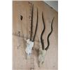 Image 2 : *TEXAS RESIDENTS ONLY* (1) SCIMITAR HORNED ORYX and (1) ADDAX Skull