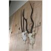 Image 3 : *TEXAS RESIDENTS ONLY* (1) SCIMITAR HORNED ORYX and (1) ADDAX Skull