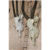 Image 4 : *TEXAS RESIDENTS ONLY* (1) SCIMITAR HORNED ORYX and (1) ADDAX Skull