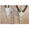 Image 5 : *TEXAS RESIDENTS ONLY* (1) SCIMITAR HORNED ORYX and (1) ADDAX Skull