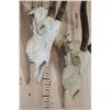 Image 6 : *TEXAS RESIDENTS ONLY* (1) SCIMITAR HORNED ORYX and (1) ADDAX Skull