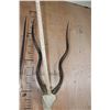 Image 8 : *TEXAS RESIDENTS ONLY* (1) SCIMITAR HORNED ORYX and (1) ADDAX Skull