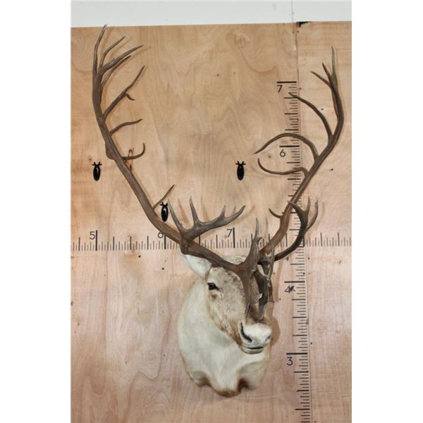 XXL Double Shovel CARIBOU Shoulder Mount