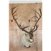 Image 1 : XXL Double Shovel CARIBOU Shoulder Mount