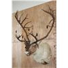 Image 2 : XXL Double Shovel CARIBOU Shoulder Mount