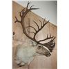 Image 3 : XXL Double Shovel CARIBOU Shoulder Mount
