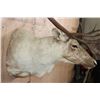 Image 4 : XXL Double Shovel CARIBOU Shoulder Mount