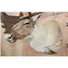 Image 5 : XXL Double Shovel CARIBOU Shoulder Mount