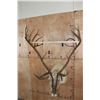 Image 7 : XXL Double Shovel CARIBOU Shoulder Mount
