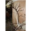 Image 8 : XXL Double Shovel CARIBOU Shoulder Mount