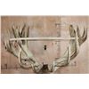 Image 11 : XXL 28-Point RED STAG Shoulder Mount with a Heavy Rack