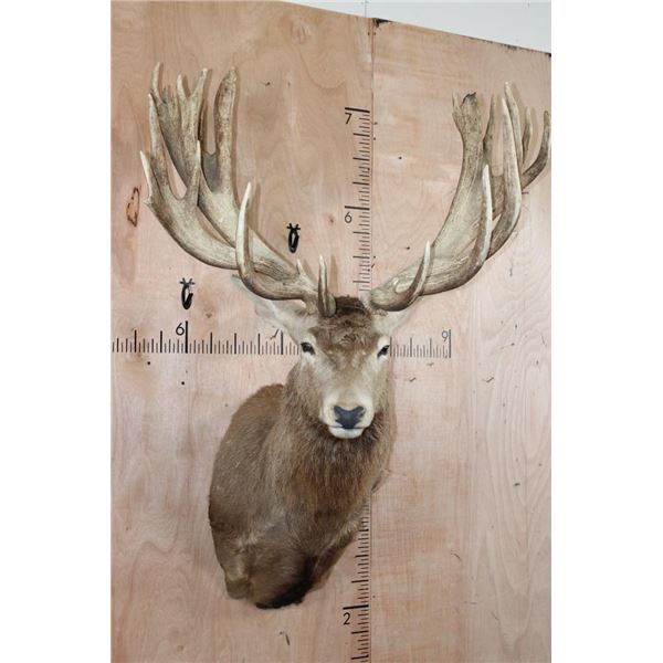 XXL 28-Point RED STAG Shoulder Mount with a Heavy Rack