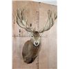 Image 1 : XXL 28-Point RED STAG Shoulder Mount with a Heavy Rack
