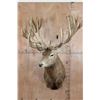Image 2 : XXL 28-Point RED STAG Shoulder Mount with a Heavy Rack