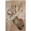 Image 3 : XXL 28-Point RED STAG Shoulder Mount with a Heavy Rack