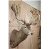 Image 4 : XXL 28-Point RED STAG Shoulder Mount with a Heavy Rack
