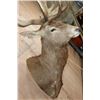 Image 5 : XXL 28-Point RED STAG Shoulder Mount with a Heavy Rack