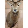 Image 6 : XXL 28-Point RED STAG Shoulder Mount with a Heavy Rack