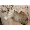 Image 7 : XXL 28-Point RED STAG Shoulder Mount with a Heavy Rack