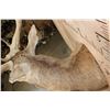 Image 8 : XXL 28-Point RED STAG Shoulder Mount with a Heavy Rack