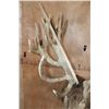 Image 9 : XXL 28-Point RED STAG Shoulder Mount with a Heavy Rack