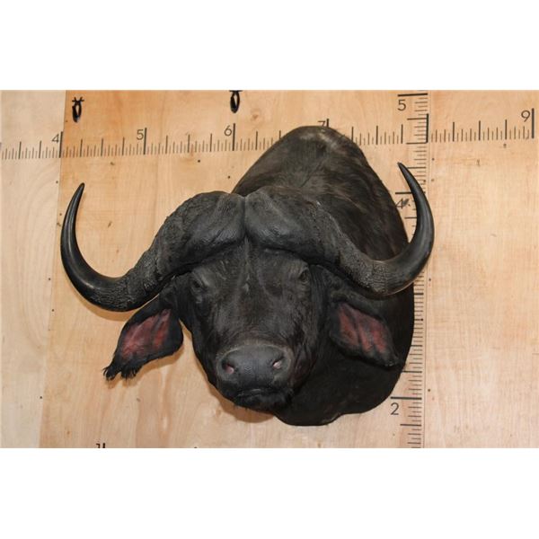 XL CAPE BUFFALO Shoulder Mount