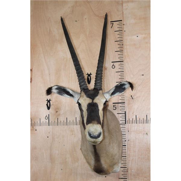 *TEXAS RESIDENTS ONLY* FRINGE-EARED ORYX Shoulder Mount