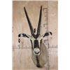 Image 1 : *TEXAS RESIDENTS ONLY* FRINGE-EARED ORYX Shoulder Mount