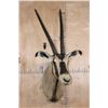 Image 2 : *TEXAS RESIDENTS ONLY* FRINGE-EARED ORYX Shoulder Mount