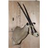 Image 3 : *TEXAS RESIDENTS ONLY* FRINGE-EARED ORYX Shoulder Mount