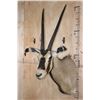 Image 4 : *TEXAS RESIDENTS ONLY* FRINGE-EARED ORYX Shoulder Mount