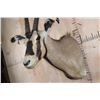 Image 5 : *TEXAS RESIDENTS ONLY* FRINGE-EARED ORYX Shoulder Mount