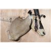 Image 6 : *TEXAS RESIDENTS ONLY* FRINGE-EARED ORYX Shoulder Mount