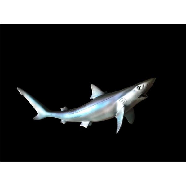 *New* Reproduction SAND SHARK Fish Mount
