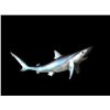 Image 1 : *New* Reproduction SAND SHARK Fish Mount