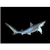 Image 3 : *New* Reproduction SAND SHARK Fish Mount