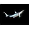 Image 4 : *New* Reproduction SAND SHARK Fish Mount