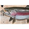 Image 4 : Big 30" Long Reproduction RAINBOW TROUT Fish Mount