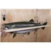 Image 9 : Big 30" Long Reproduction RAINBOW TROUT Fish Mount