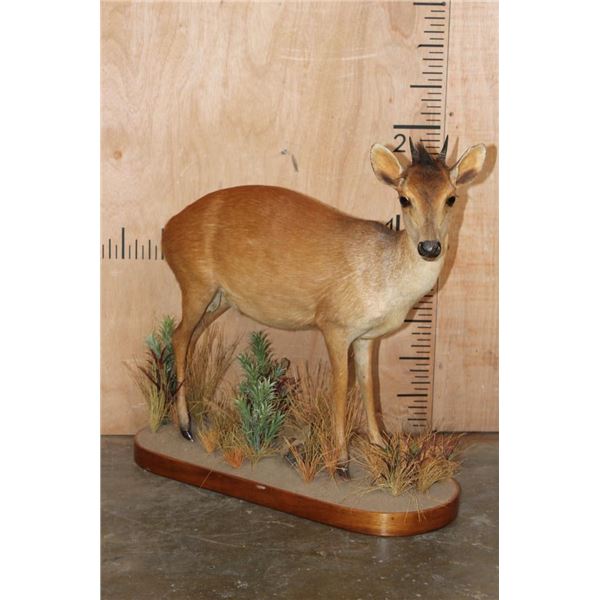 Life-sized RED DUIKER on a Decorative Base