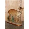 Image 1 : Life-sized RED DUIKER on a Decorative Base