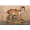 Image 2 : Life-sized RED DUIKER on a Decorative Base