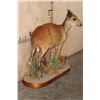 Image 3 : Life-sized RED DUIKER on a Decorative Base