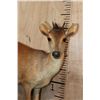 Image 4 : Life-sized RED DUIKER on a Decorative Base